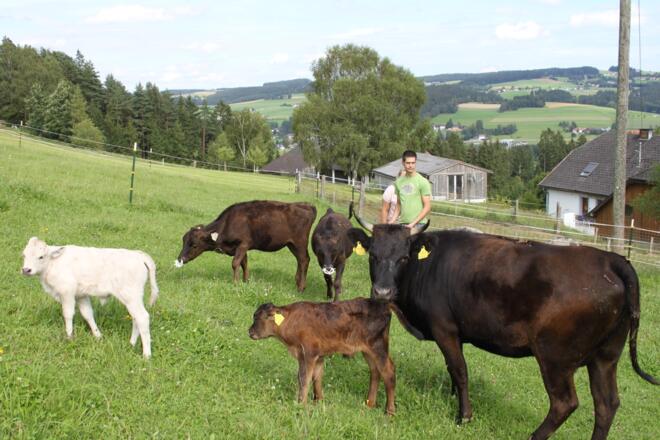 Wagyurind Oberneukirchen