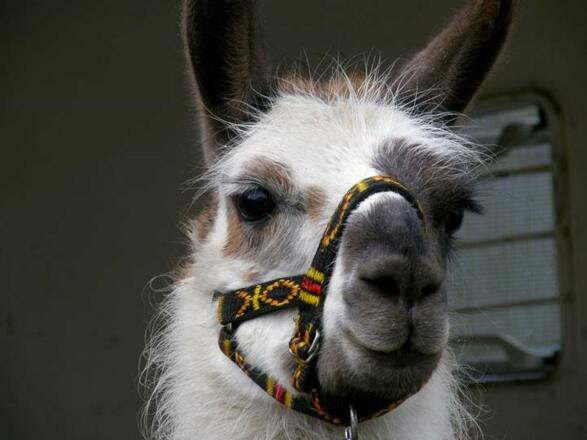 Lama