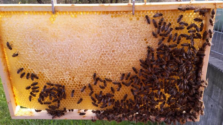 Bienenvolk vom Achatzberger Hof
