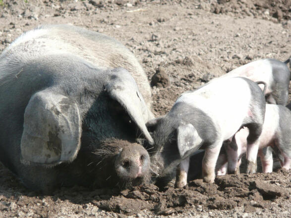 Schweine am Ökohof