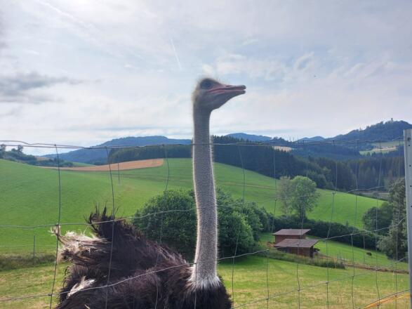 Mühlviertler Strauss