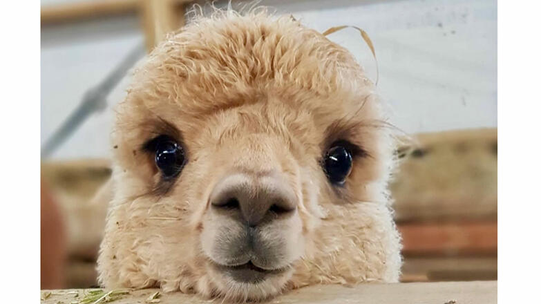 Oberstein Alpaca in St. Thomas am Blasenstein