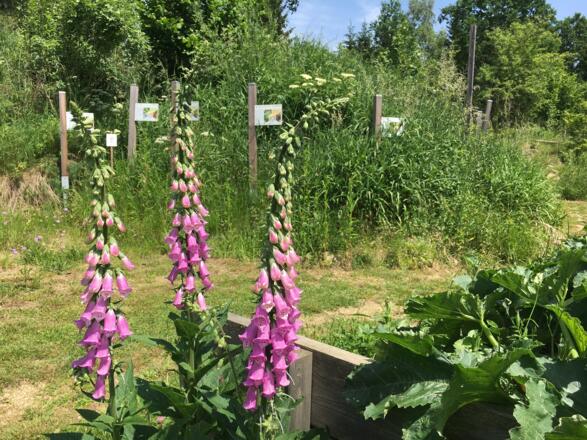 Naturgarten Pienkenhof in Kefermarkt