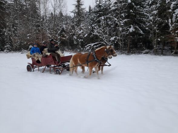Pferdeschlittenfahrt08_TVBMühlviertlerAlmFreistadt.jpg.jpg