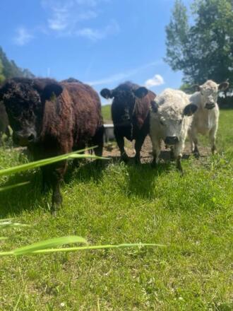 Galloway Rinder beim Biohof Reither