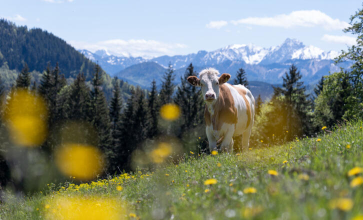 Kuh auf der Weide - Symbolbild