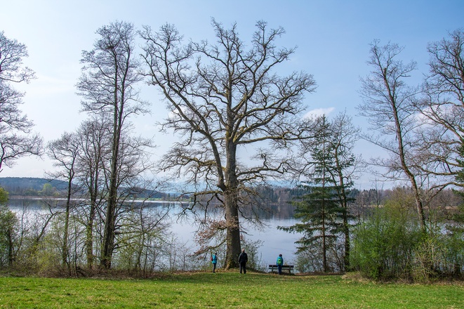 Am Ufer des Abtsdorfer Sees