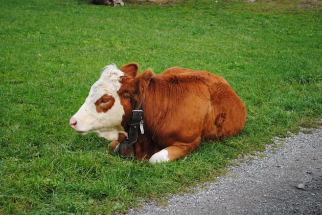 Die Werdenfelser Kühe