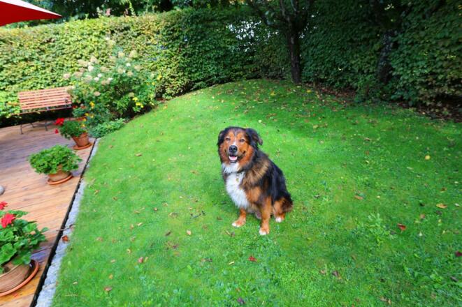 Vierbeinige Gäste willkommen