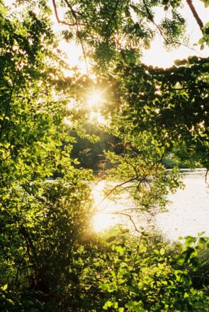 Widdumer Weiher