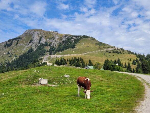 Schafbergalpe - Weg Richtung Schafbergspitze