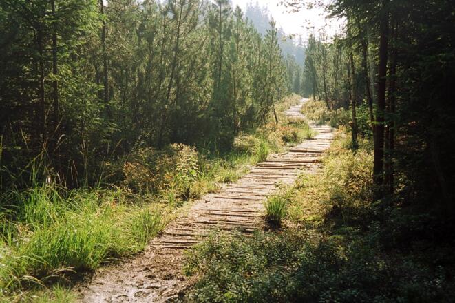 Moorweg