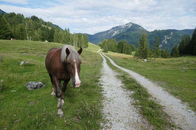 Pferdbegegnung an der Brunneralm; im Hintergrund das Trainsjoch