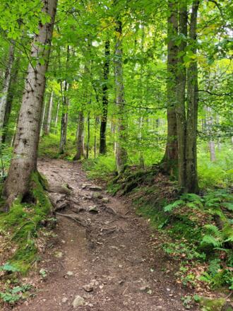 Weg Richtung Almkogel