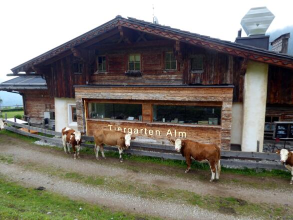 Auch wir möchten hinein! Andrang bei der Tiergartenalm.