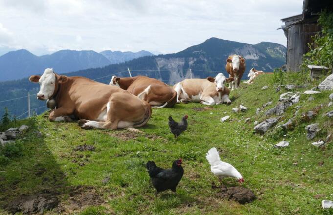 Kühe und Hühner leben auf der Schönfeldalm glücklich nebeneinan-der.
