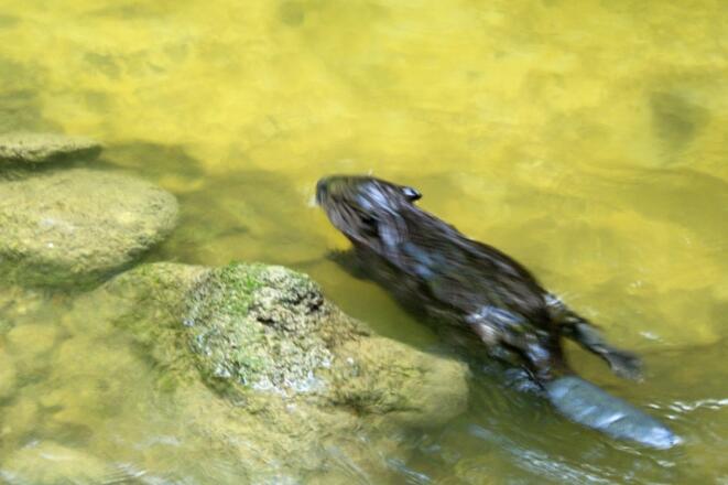 Biber in der Leiblach