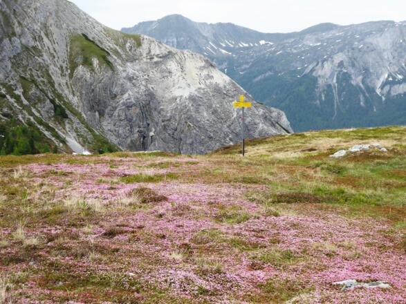 Das Stängellose Leimkraut bildet einen rosa Blütenteppich .