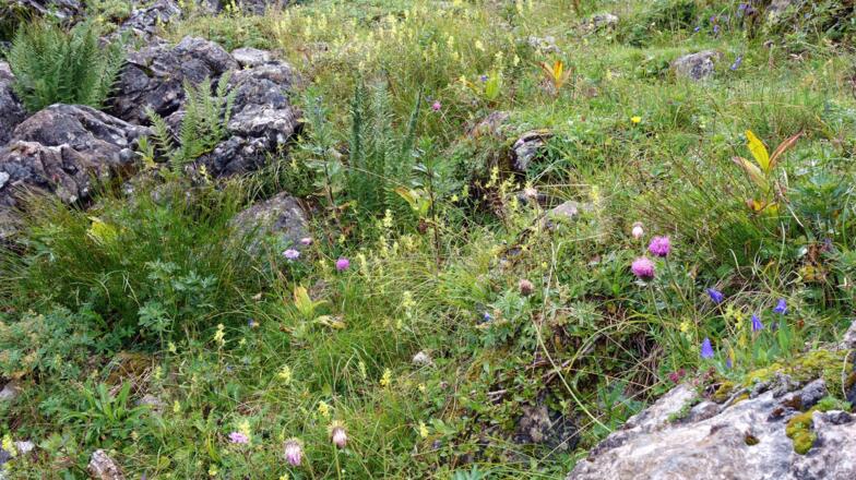 Am Jagdsteig ü. Blumenwiese zum Plateau