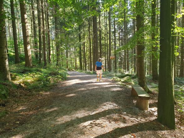 17 Wanderweg im Wald
