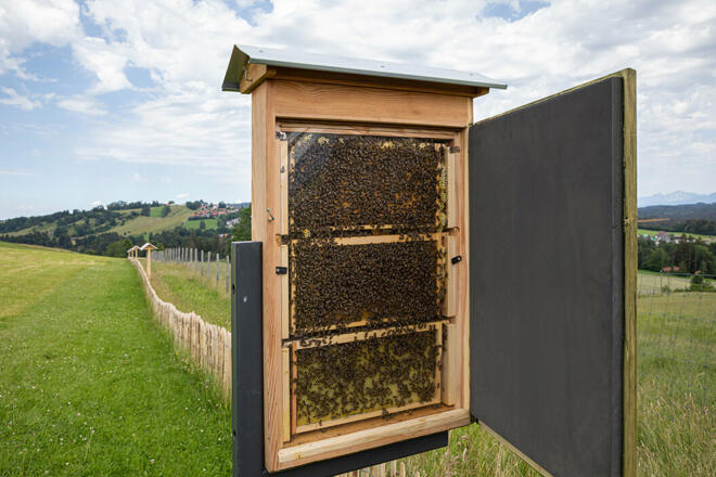 Bienenlehrstand am Rundlehrpfad bei der Schönegger Käsealm