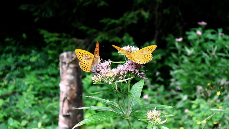 Perlmuttfalter in der Forststraßenkehre um 730m