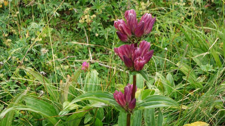 Purpur Enzian am Plateau