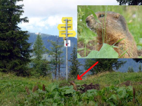 Wo verläuft jetzt noch die Route? Wegweisende Entscheidung an der Abzweigung zum Ahornstein.