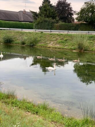 Klöster-Kirchen-Schmankerl Nord - Weiher zwischen Rohr und Waal.JPEG