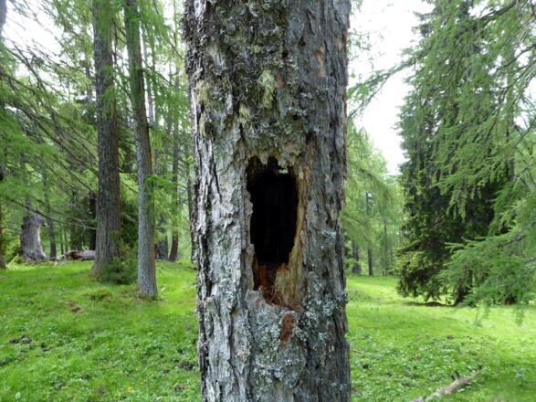 Wer in dieser Baumhöhle wohl schon gewohnt hat?