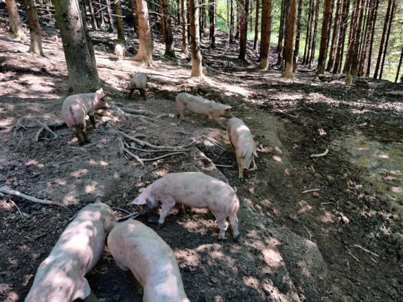 Neugierige Schweine am Weg