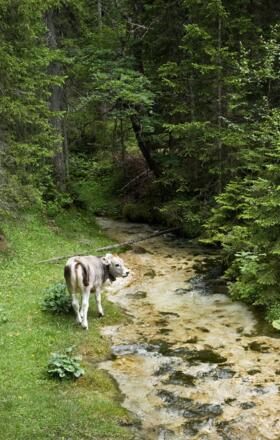 Am Isarursprung im Hinterautal bei Scharnitz, Österreich