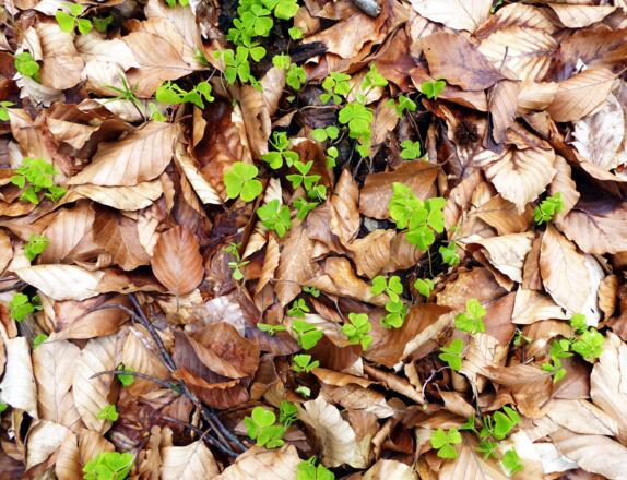 Das Glück liegt sehr oft ganz verborgen am Boden.