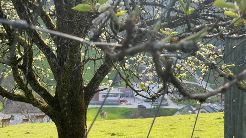 Bahnhof Trattenbach - Wendbach Trail