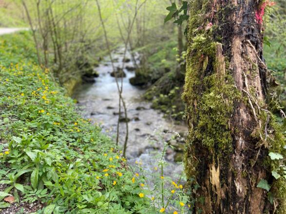 Bahnhof Trattenbach - Wendbach Trail