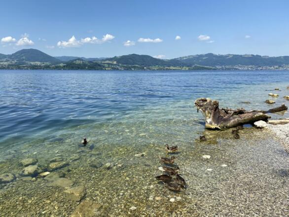 Am Traunsee