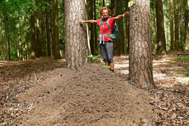 Zahlreiche Ameisenhaufen begleiten uns entlang des Weges