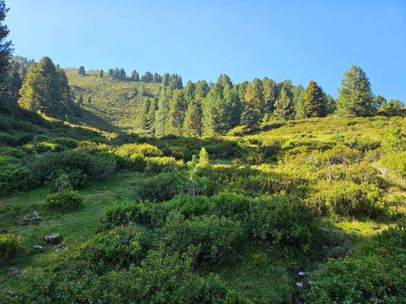 Anstieg durch Almrosen und Zirbenwald
