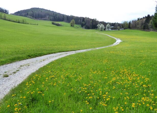 Blühender Rückblick auf den Almerberg (links).