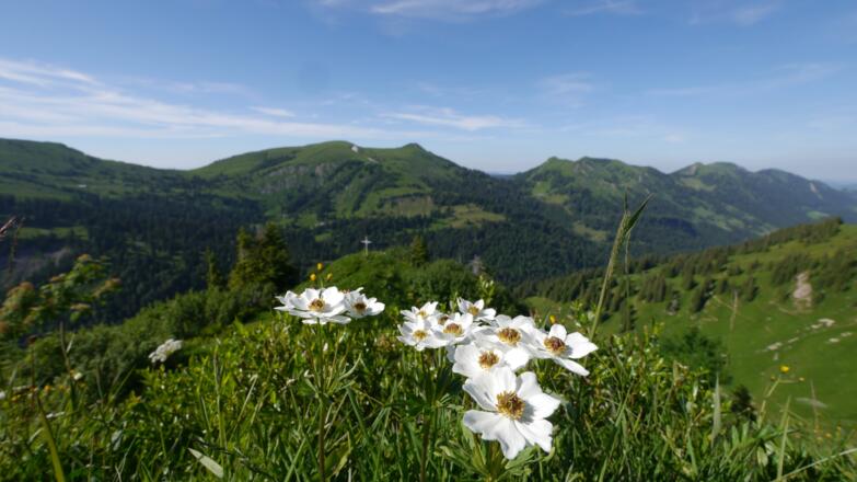 Ausblick vom Girenkopf in Richtung Nagelfluhkette