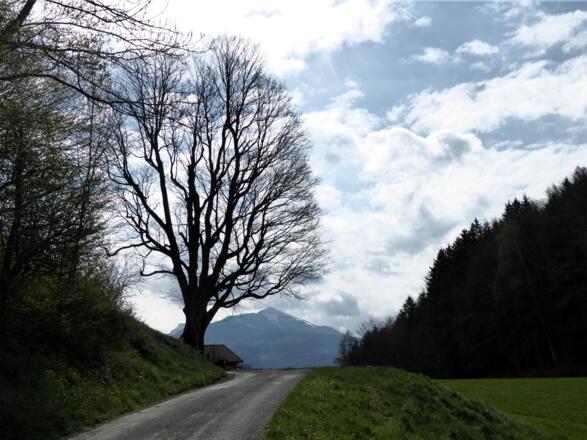 Rechts der Almerberg, in der Mitte der Schlenken, links der Kraftbaum beim Hof Scharten.
