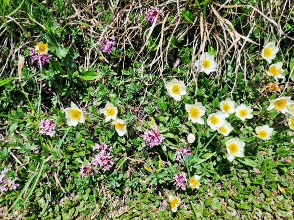 Silberwurz und Steinröschen