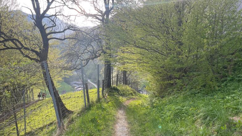 Bahnhof Trattenbach - Wendbach Trail