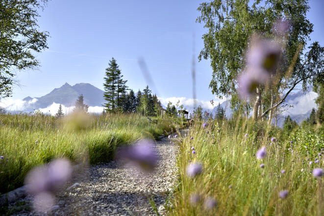 Wasenmoos mit Blick auf die Hohen Tauern