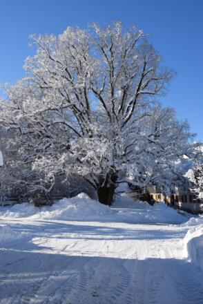 unsere Dorflinde im Winterzauber
