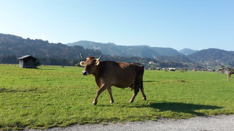 Allgäuer Kuh