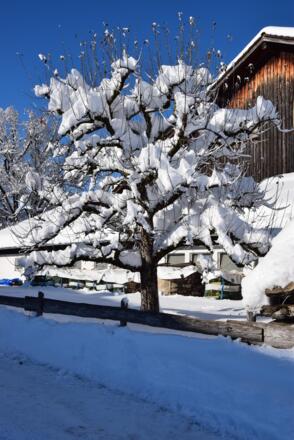 Schneevergnügen im großen Garten