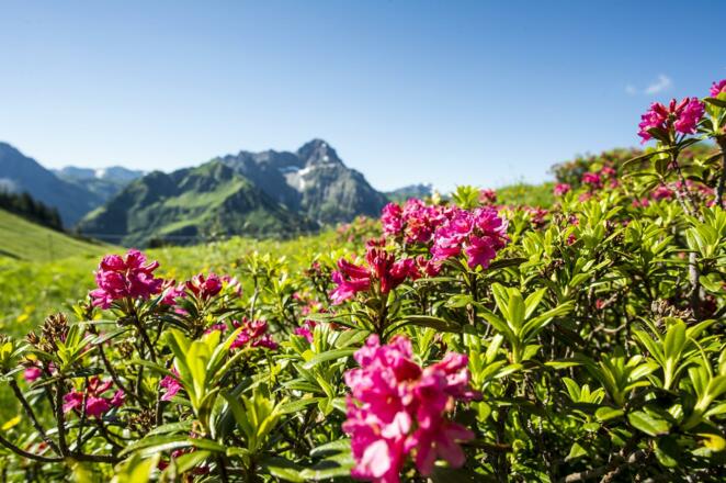 Alpenrosen Wandern Widderstein _Dominik Berchtold