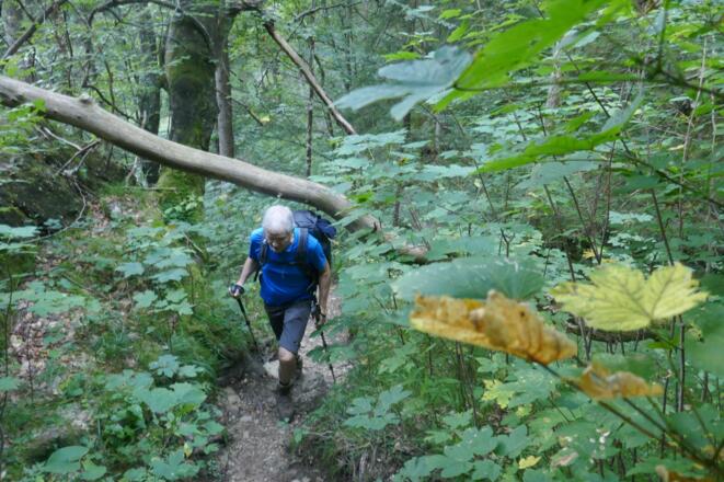 Der Steig an der Kaltwasserlaine führt durch eine dichte Botanik.