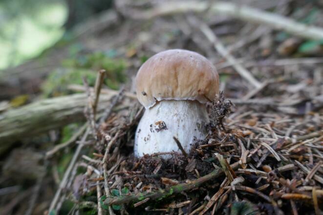 Seltenes Glück: ein frischer Steinpilz direkt am Wegesrand